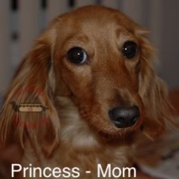 Princess (red) - Dachshund