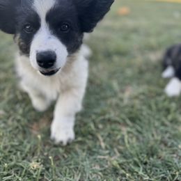 Jessie - Black and white female Cardigan Welsh Corgi puppy in Tulare, California from Wild K Ranch