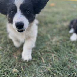 Jessie - Black and white female Cardigan Welsh Corgi puppy in Tulare, California from Wild K Ranch
