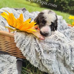 Boy TWO - Parti male Poodle puppy in Detroit, Michigan from QaeQaePups LLC