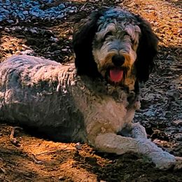 Lyra - Bernedoodle
