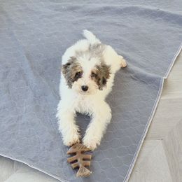 Anguilla - Blue merle male Aussiedoodle puppy in North Royalton, Ohio from Johnson's Doodles