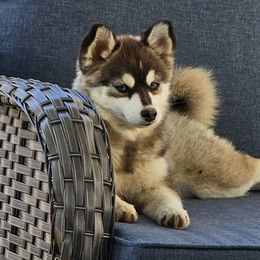 Hershey - Pomsky