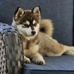 Hershey - Pomsky