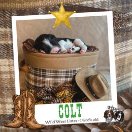 Colt - Black and white male English Springer Spaniel puppy in Albany, Minnesota from Farm Fresh Labradors & English Springers