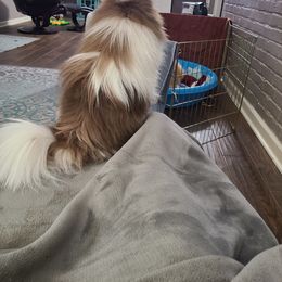Pomeranian Puppies from Merri's Pom's