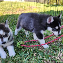Pomsky Puppies from Way too cute Pomskies
