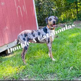 Catahoula Leopard Dog All Grown Up from Double A Catahoulas