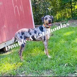 Catahoula Leopard Dog All Grown Up from Double A Catahoulas