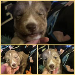 Copper brown collar boy - Red and white male Siberian Husky puppy in Wheeling, West Virginia from Powells Huskies