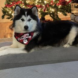 Oakley - Pomsky