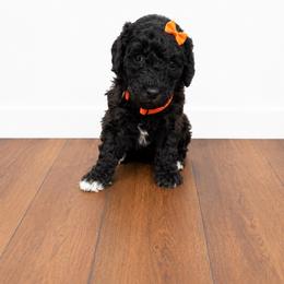 Lucy - Black female Poodle puppy in Nacogdoches, Texas from Nacadoodles