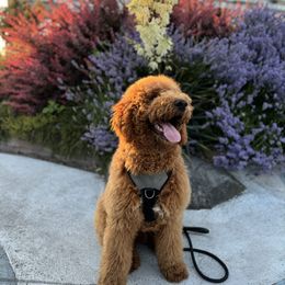 Goldendoodle All Grown Up from Dawnie’s Doodles