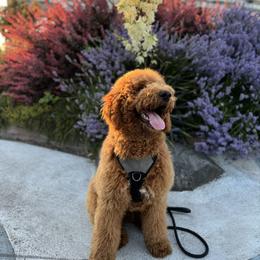 Goldendoodle All Grown Up from Dawnie’s Doodles
