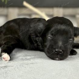 Brie - Black female Miniature Schnauzer puppy in Hockley, Texas from Dixieland Miniature Schnauzers