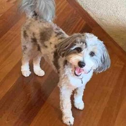 Finley - Miniature Australian Shepherd
