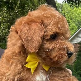 Ronald - Red  male Poodle puppy in Mint Hill, North Carolina from DoodleForever