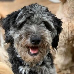 Golden Aussiedoodles, Goldendoodles, and Poodles from Doodles and Poodles Naturally