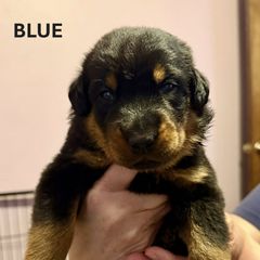 Blue Collar - A Litter - Black and tan male Beauceron puppy in Sterling, Illinois from Beaucerons of Tempete De Hope
