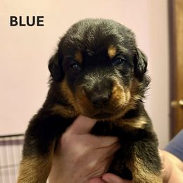 Blue Collar - A Litter - Black and tan male Beauceron puppy in Sterling, Illinois from Beaucerons of Tempete De Hope