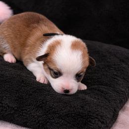 21 Black Collar - Sable female Pembroke Welsh Corgi puppy in Port Republic, Maryland from Bestfurends