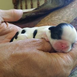 Shih Tzu Puppies from Jazzie Shih Tzu