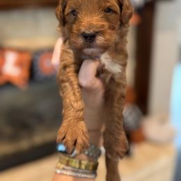 Ticket Booth - Red  male Goldendoodle puppy in Nacogdoches, Texas from Designer Doodles