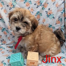 Jinx - Red sable male Havanese puppy in Salesville, Ohio from RiverLynn