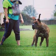 Caius - Perro de Presa Canario