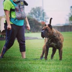 Caius - Perro de Presa Canario