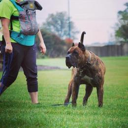 Caius - Perro de Presa Canario