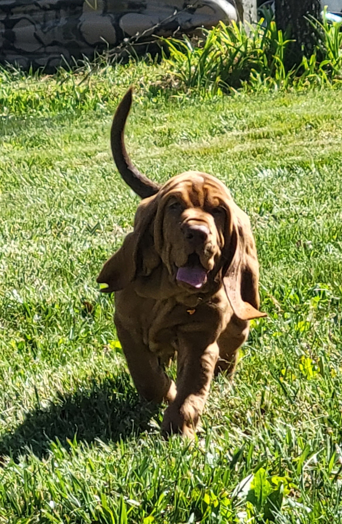 Bloodhound Puppies from KRC Ozark Mountain Bloodhounds