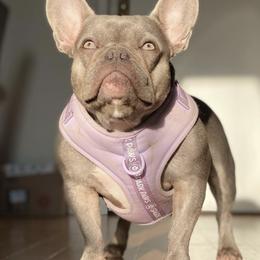 French Bulldogs from Perfect Paws Frenchies