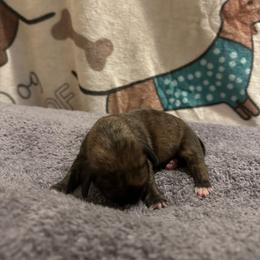 Judy - Brindle female Dachshund puppy in Henrico, Virginia from All About Pets