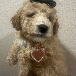 Iris - Apricot female Maltipoo puppy in Apple Valley, California from Boujeepups