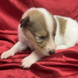 Holly - White female Collie puppy in Groveland, Florida from Palmhaven Collies