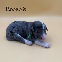 Reese's - Blue merle male Aussiedoodle puppy in Paragould, Arkansas from AC Doodles & Corgis