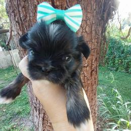 Petal - Blue female Shih Tzu puppy in Arcadia, Florida from Kitsune Cuddles and kisses
