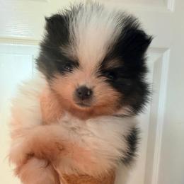 Thor - Black parti male Pomeranian puppy in Cropwell, Alabama from Poms On The Lake
