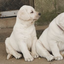 Labrador Retriever Puppies from Polar Bear Farms