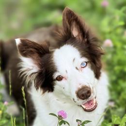 Border Collies from Wisdom and Healing Border Collies