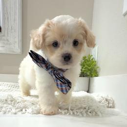 Peachy - White male Maltipoo puppy in Spring, Texas from GlamPaw Maltipoos