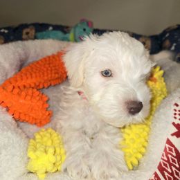 Casper - Wheaten male Miniature Schnauzer puppy in Graham, Washington from Olivia's Miniature Schnauzer's and French Bulldogs
