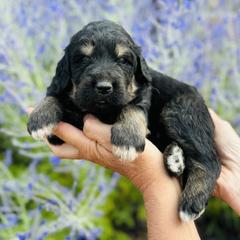 Bernedoodle and Pyredoodle Puppies from FDF Pyredoodles & Bernedoodles