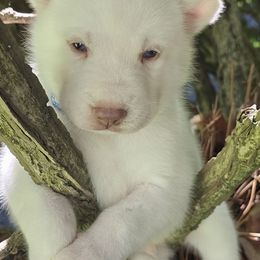 Snowy  boy 1 - White male Siberian Husky puppy in Springfield, Massachusetts from 16acreshuskies