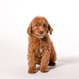 Dwight - Red  male Goldendoodle puppy in Payson, Utah from Country Sky Doodles