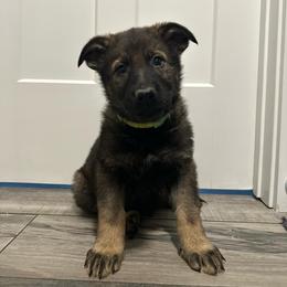 Boy 3 - male German Shepherd puppy in Willington, Connecticut from Wertvoll German Shepherds
