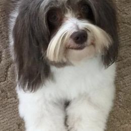 Havanese from Marylee's Havanese