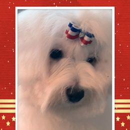 Coton de Tulear Puppies from Windy City Coton