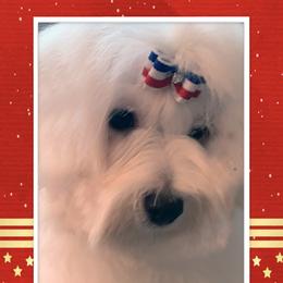 Coton de Tulear Puppies from Windy City Coton